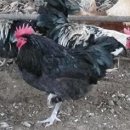 현인농원 이미지