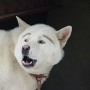 예