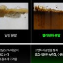 익스트림 김종국 블랙 마카 추천 ft 효능과 복용법 내돈내산