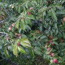 오렌지 농장 이미지