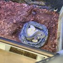 애니멀리움 이미지