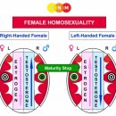 측두엽 - 측두엽에서 제어되는 행동 (복종성 / 동성애) 이미지