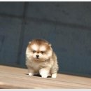 유어펫 강아지분양 고양이분양 본점 이미지