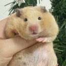 우다다햄쮸 이미지