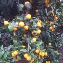 우영농장 이미지