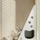 냥이와 양이 | 양이 수직 스크래쳐 삼각 숨숨집 하우스 대형 사이즈 냥이 취향 저격 리뷰