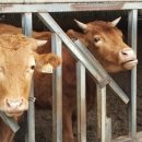 우리들농장(소) 이미지