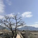 낙안빌딩 | [공지] 전남 순천 낙안읍성 입장료 주차 애견동반 가능한 순천가볼만한곳 여행지