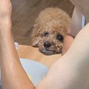 숙자네대구탕북어국 | [260706-0712] 살찐 주간 - 홈마카세/피자헛신메뉴/카페드팽케이크