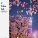 (주)주식회사 동광투어 | 2026 도쿄 벚꽃 개화시기 명소 프라이빗 투어 추천