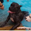 이쁜 똥강아지 이미지