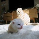 감동만두 이미지