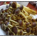 지리산버섯골 이미지