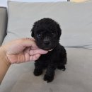 츄츄독 푸들이야기 부산 강아지분양 | 부산실버푸들분양 실버푸들분양 후기입니다