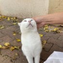 🐾 튀르키예엔 왜 고양이와 개가 이렇게 많을까? / 길냥이 천국 여행 후기 튀르키예 여행