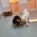 딩굴댕굴 애견호텔 유치원 이미지