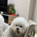 댕이요 펫택시 | 퍼핑 에브리 이동가방 두달 사용후기