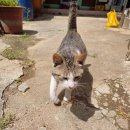 그루밍솔 이미지