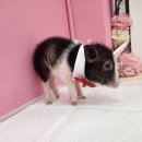 피그월드 이미지