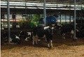 청능목장1 Daum카페