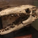 글로비다 | 해양파충류 바다도마뱀 중생대바다의 공모양의이빨 글로비덴스