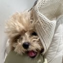 11650-17-112-3 | 서울·강남 애견동반 식당 총정리｜내돈내산으로 직접 다녀온 곳만