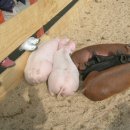 복돼지 이미지