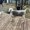 피터펫카페본점 이미지