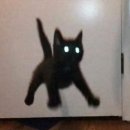 황금조개 튼튼장어 이미지