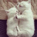 고양이발 이미지