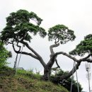 솔방마을 이미지