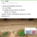 딸기농사 응애 위황병 흰가루 다 사라져요