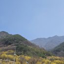 26 | 전남 구례 산수유마을 방문후기(3/26)