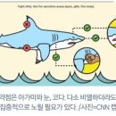 상어PC 이미지