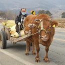 소 달구지 이미지