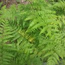 고사리[ Bracken ] 이미지