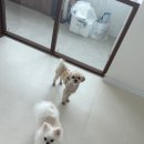 시오멍 이미지