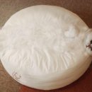 마시멜로냥 이미지