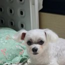 벼리한우