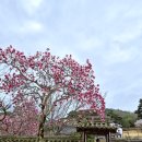 그림책 상상여행 | 충남 예산 봄꽃 여행지 추사 김정희 고택 수선화명소 그외 가볼만한곳 추천