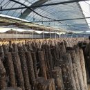 이상구표고농장 이미지