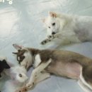 멍멍이다방 이미지