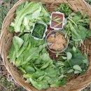 백아산 토종 이미지