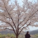 산운생태공원 공중화장실 | 대구 동구 벚꽃 명소 금호강 벚나무길 주차 포토존 현지인 명소 금호강 생태공원 포토존