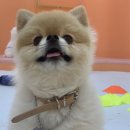 시우스쿨링 이미지