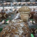 주식회사 플러스팜 이미지