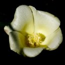 목화꽃 이미지