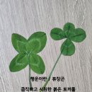 행운 - 구로구 새말로 97 | 행운