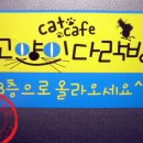 다락방고양이 이미지