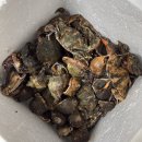 5월펜션 | 태안 해루질 후기 🦀 5월 해루질 성지 마검포 해루질 펜션에서 '만통' 찍고 온 후기 | 꽃게, 소라 해루질...